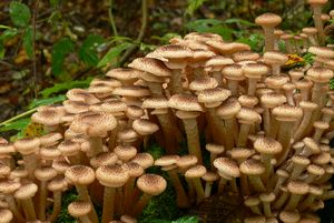 Як шукати і знаходити лісові гриби