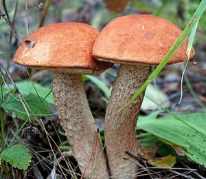 Як шукати і знаходити лісові гриби