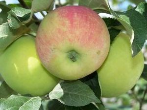 Як використовувати врожай яблук