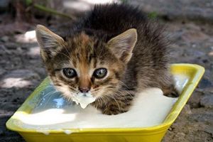 Як не нашкодити кішці небезпечної їжею?