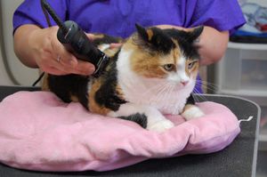 Як здійснюється професійна гігієнічна та модельна стрижка котів?